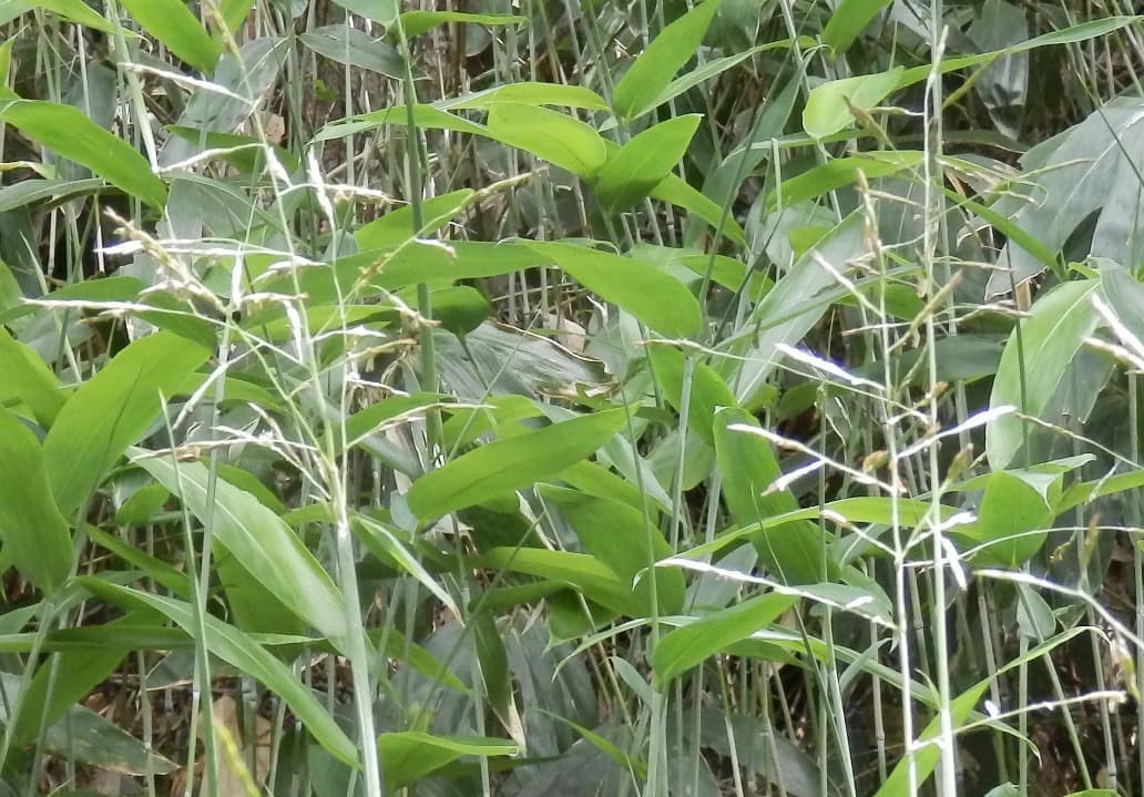 隈笹と隈笹の実（野麦）