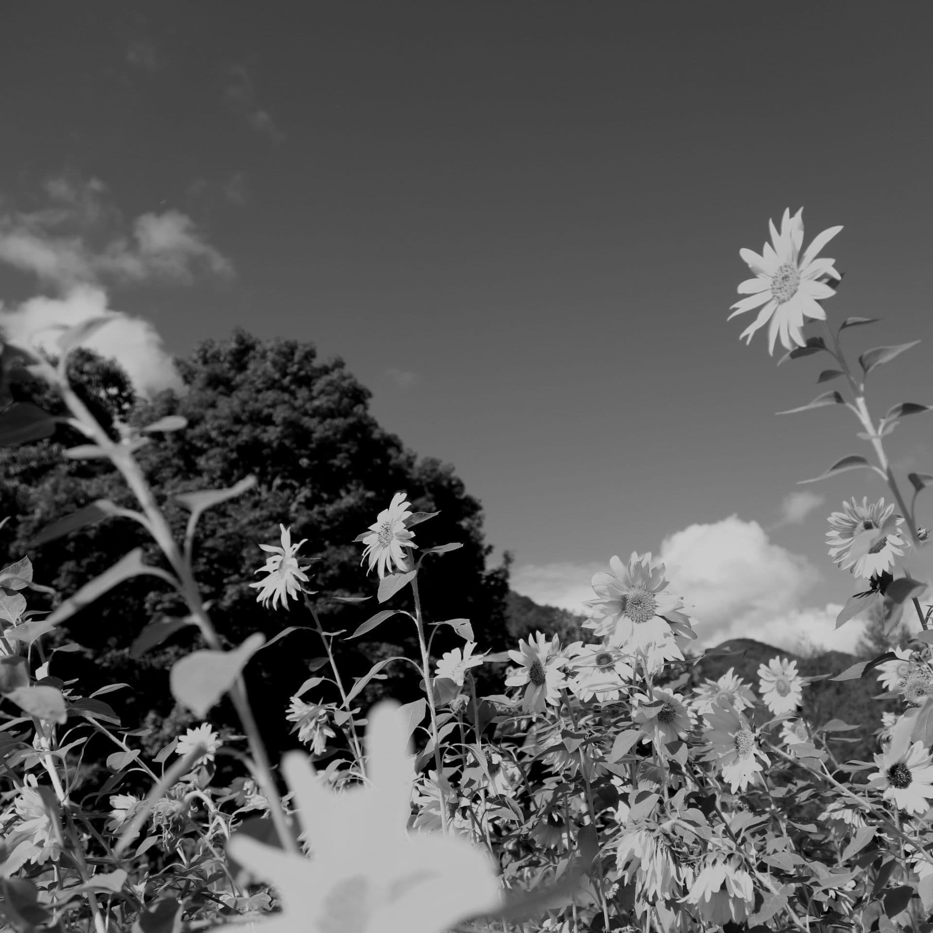奈川の風景＿リンクボタン
